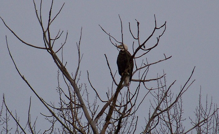 Bald Eagle